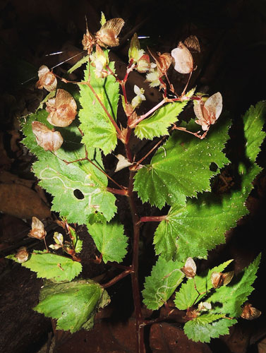 B. hirsuta